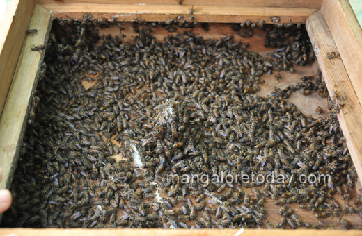 cashew and honey mela